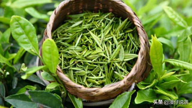 青茶和绿茶的功效区别在哪，茶叶分类及功效