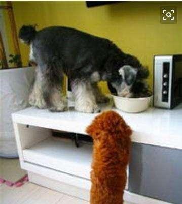 雪纳瑞好养吗优缺点有哪些，雪纳瑞为什么少人养