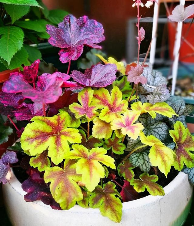 矾根，矾根绿植养护