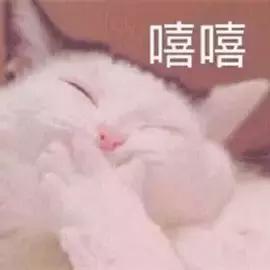猫可以喝椰奶吗，椰子无糖酸奶猫能吃吗（你应该知道猫和牛奶的这些历史）