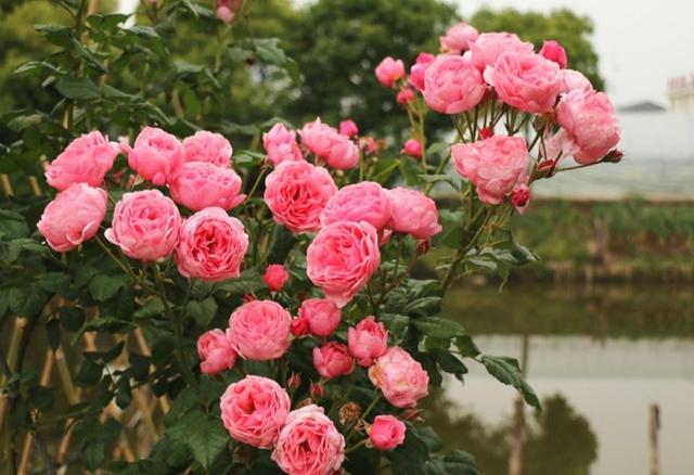 30种适合懒人养的花夏季，蹭蹭疯长、爆盆