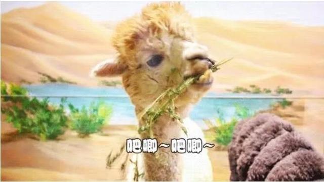 合肥周末户外遛娃好去处，合肥这5个超好玩的遛娃圣地