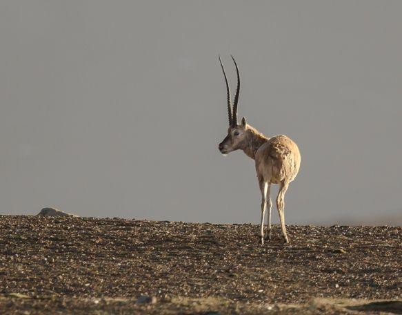 可可西里电影故事叙述，传说中人类最后的净土