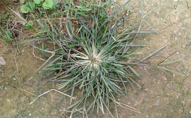 最常见二十种野花野草，都是童年的回忆