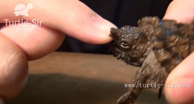 鳄龟好养不，妹子养了多年的鳄龟