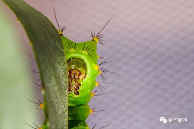 有哪些常见的飞蛾，自然记录蛾生一瞬