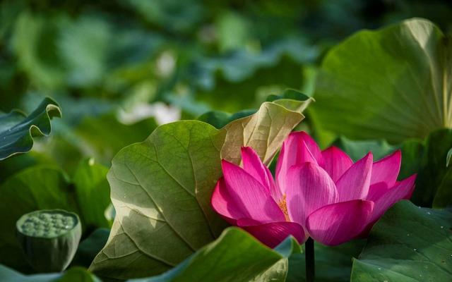 荷花最好看的品种是什么，这花最好看、最好养