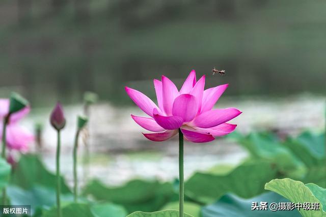 拍荷花摄影技巧，这位摄影爱好者的方法