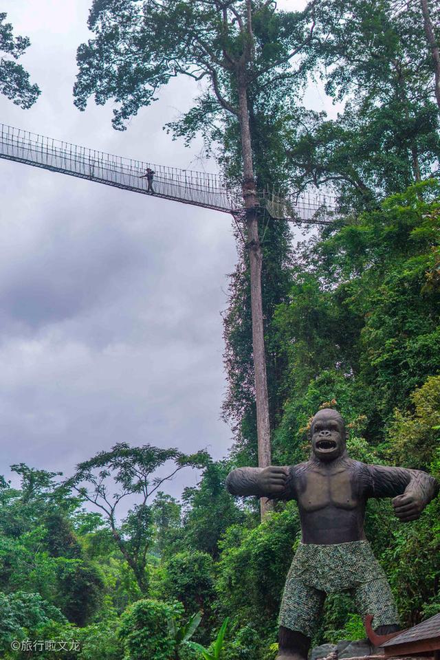 西双版纳热带雨林，云南西双版纳热带雨林旅游攻略（美丽的热带雨林）