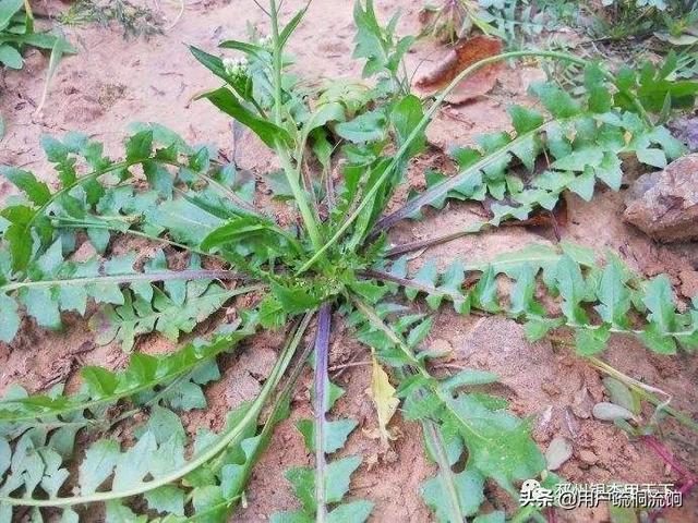 荠菜什么季节有，荠菜最好吃的季节（荠菜，经冬又迎春）
