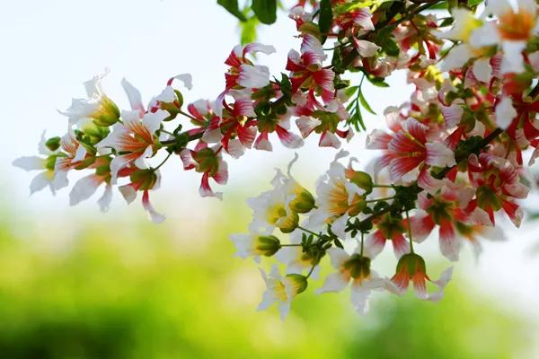 明朝大学士徐光启，明末杰出科学家