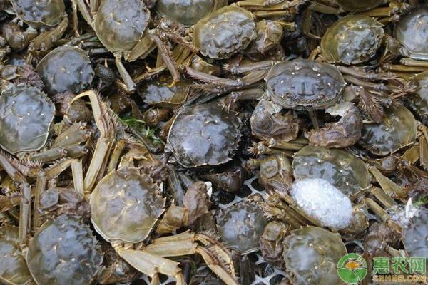 螃蟹品种大全图，螃蟹品种大全图及名字淡水（这28种螃蟹，见过一半算你牛）