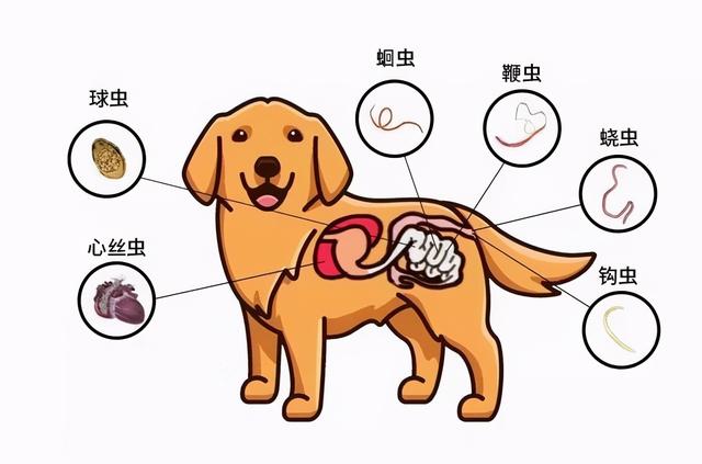 狗身上的寄生虫，小知识狗狗常见的6种寄生虫