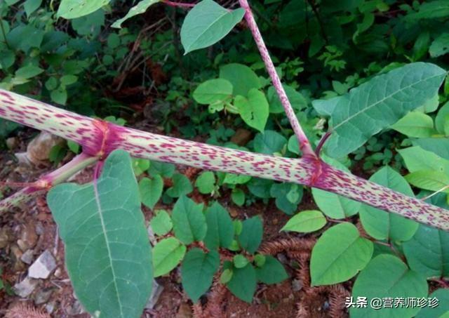 北方芦苇笋，溪边的植物嫩茎似芦笋