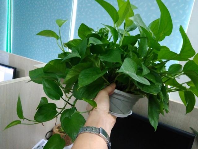 室内植物100种大盆栽，好养而又适合室内养殖的盆栽（园艺师给大家介绍10种适合室内养的花卉盆栽）