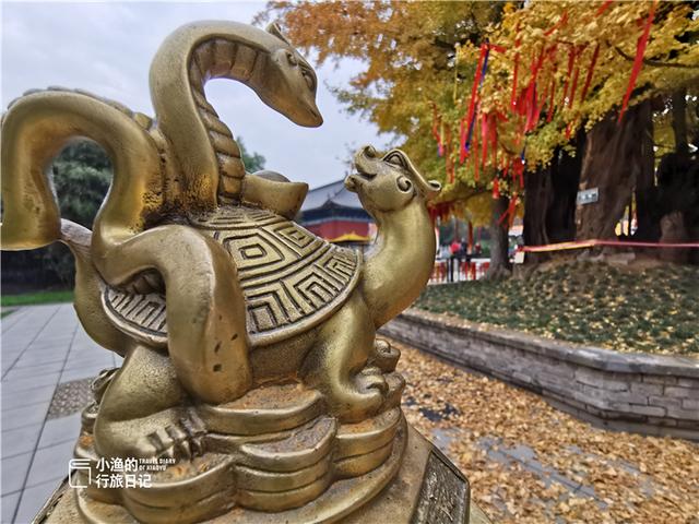 西安最古老的银杏树，太神奇了2600年前老子在西安种了株银杏