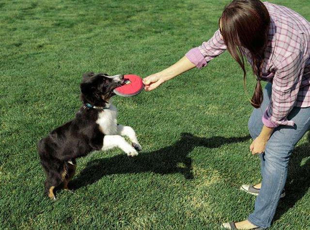 训犬的正确方法和忌讳，训练狗子要用正确的方法