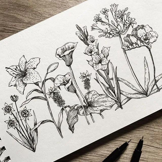 妙笔生花水墨画教程，教科书级别的植物线描