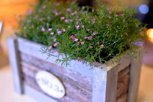 满天星的养殖方法，满天星养护方法大全（满天星的六种养护方法）