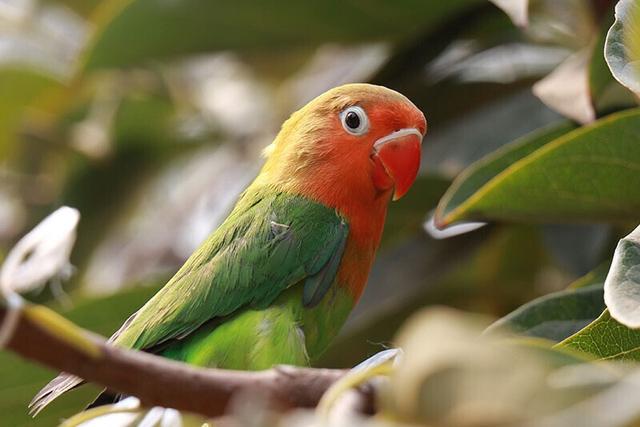 牡丹鹦鹉品种介绍大全，面类牡丹鹦鹉的所有品种
