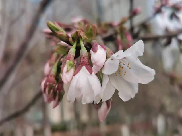 清明适合赏花的地方，纷纷春雨过后是最美人间四月天