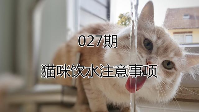 猫咪可以喝温水吗，猫咪能喝煮开的水吗（天冷了，猫咪也要多喝热水）