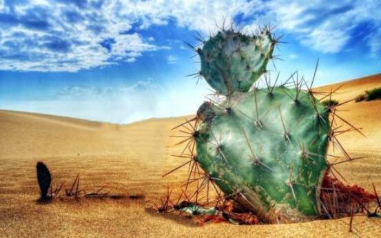 骆驼口腔构造图，仙人掌那么多刺为什么骆驼能吃