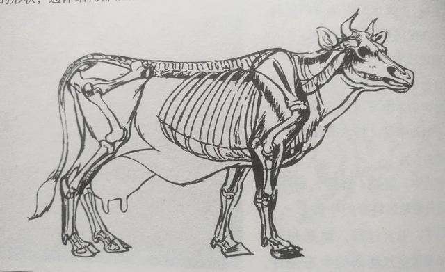 水墨国画牛画法，中国画水墨牛技法