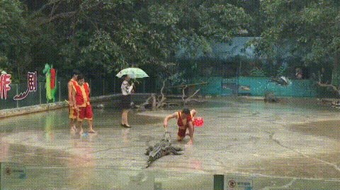 鳄鱼为什么流眼泪，为什么鳄鱼捕食的时候会流眼泪（鳄鱼在捕食时为何会流泪）