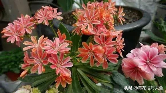 四季开花的花卉，十种四季开花的花卉有哪些（俏丽多姿的花卉）