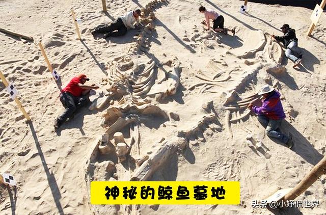 历史上最可怕的3个谜团，历史上最大的5个谜团