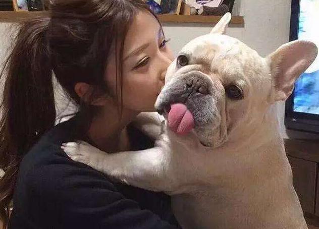 肥胖斗牛犬(斗牛犬减肥)
