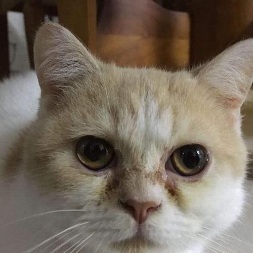 猫咪有泪痕该怎么办，猫咪泪痕严重是怎么回事