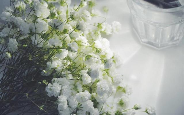 满天星的养殖方法，满天星养护方法大全（满天星的六种养护方法）