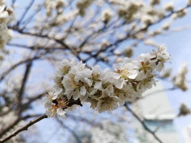清明适合赏花的地方，纷纷春雨过后是最美人间四月天