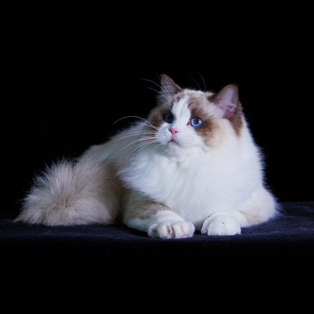 布偶猫的罕见毛色，布偶猫常见的花色