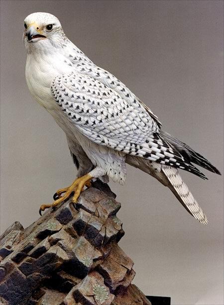 各国国鸟有哪些，世界各国国鸟大全