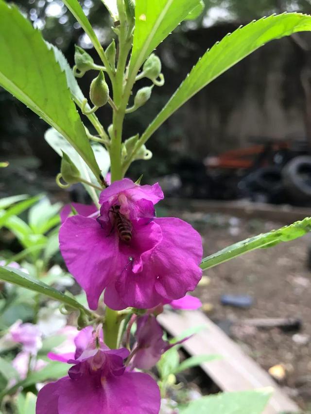 家里再穷也要养这3种花，三种花再穷也要养一盆（家里再穷，也要养这几种花）