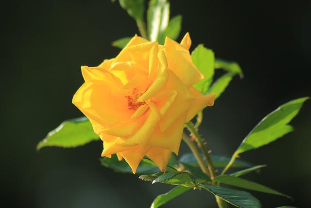 国画芙蓉花图精品欣赏，十大名花十首诗词