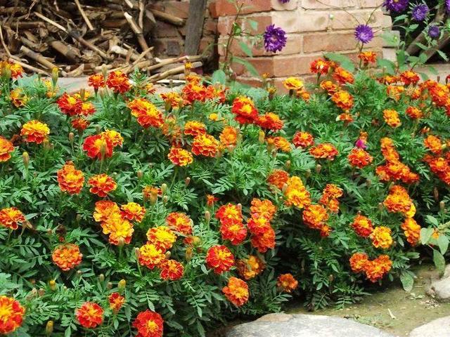 庭院水景观怎么设计，庭院中式元素—叠水