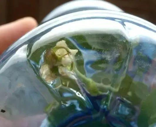 20种常见的扦插方法，扦插有啥难1根吸管