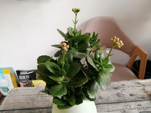 长寿花怎么养能花开爆盆，长寿花纯水养注意这5点