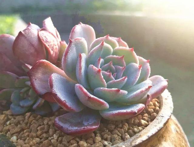 君子兰怎么浇水，君子兰正确浇水原则（这才是最正确的方法）