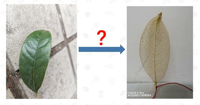 叶脉书签怎么做，叶脉书签怎么做简单又漂亮