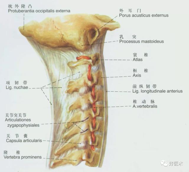 韧带结构图详解，90条韧带的精细解剖