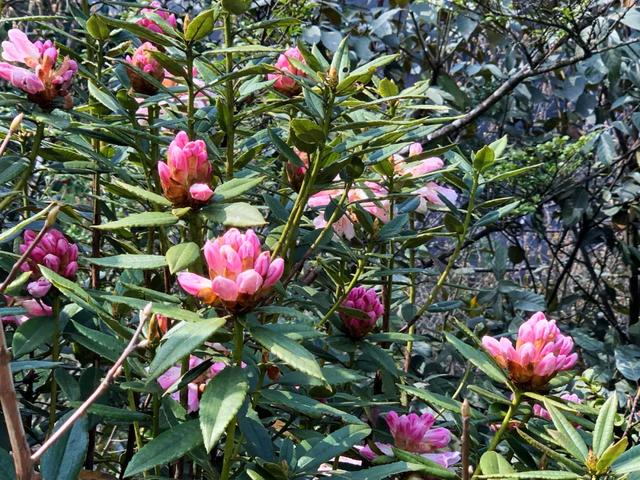 最漂亮的雪山杜鹃花海，龙陵勐蚌野杜鹃悄然盛开