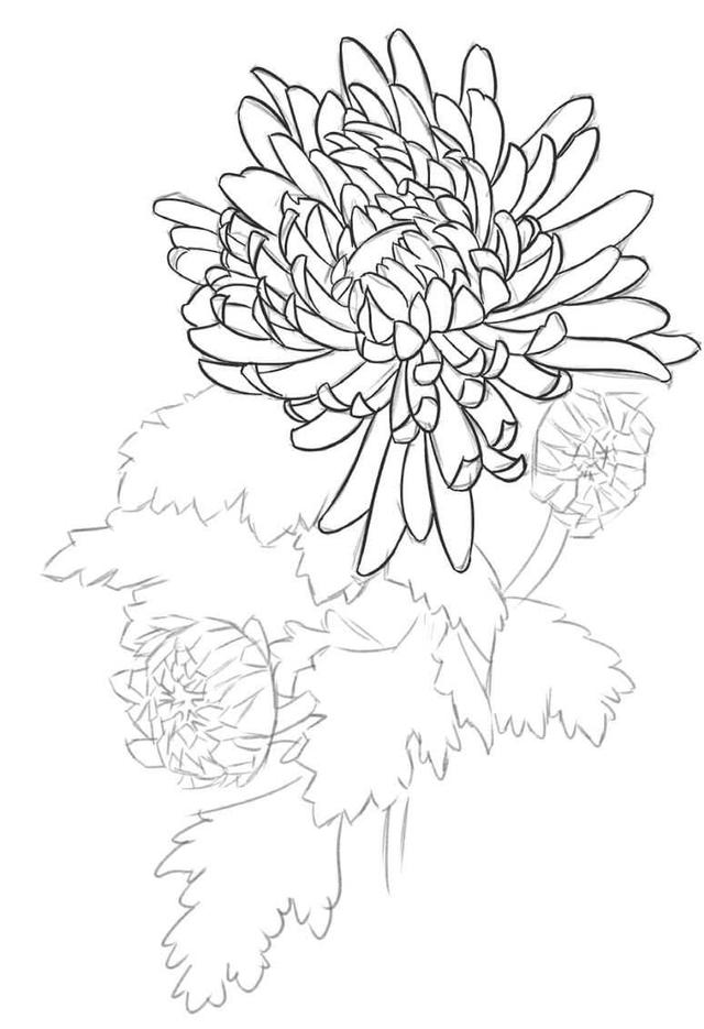 菊花的初学画法，适合零基础学习的菊花三种画法教程