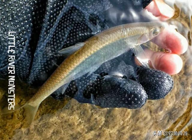 路亚钓白条的方法和技巧，白条只能手竿钓