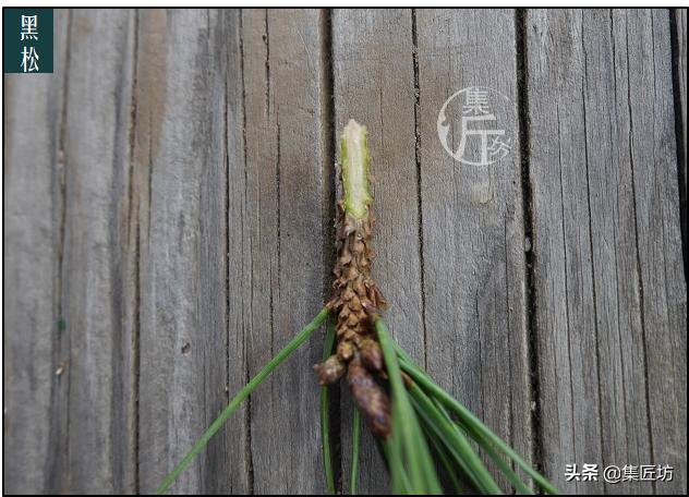 常用的嫁接技术方法，提高嫁接成活率