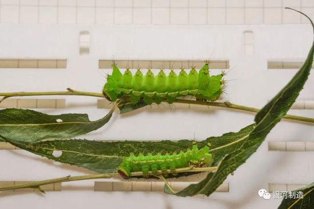 有哪些常见的飞蛾，自然记录蛾生一瞬